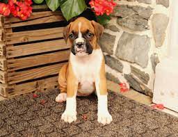 Intelligent Boxer Puppies 79413 For Sale San Antonio Pets Dogs