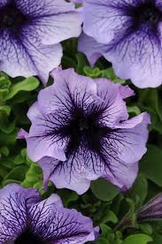 Pin On Flowers