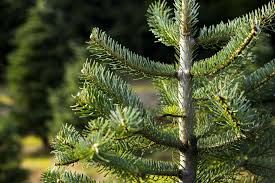 Columnar sweetgums are tall skinny trees with stunning vertical accent as the name of this tree suggests, the slender silhouette sweetgum is a tall and skinny tree that belongs to the genus liquidambar. 12 Easy To Grow Types Of Fir Trees