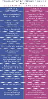 Difference Between Prokaryotic And Eukaryotic Chromosomes Comparison Summary Chromosome Study Biology Biology Notes
