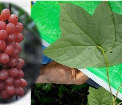 Image result for Dioscoreophyllum cumminsii