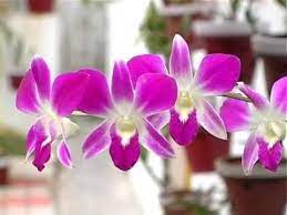 Orchid Flower Kerala Garden Orchid Flower Youtube Orchid Flower Orchids Orchid Tattoo