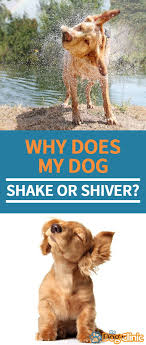 Why Does A Dog Shake 6 Reasons For Shaking Off Trembling With Images Dog Shaking Socializing Dogs Dog Training