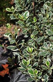 Image result for Rhamnus staddo