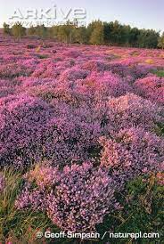 Flowering Heather Dream Garden Heather Plant Plants