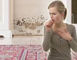 How To Get Rid Of Black Mould And Damp In Your House Using This Trick Express Co Uk