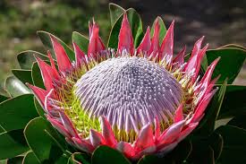 Image result for Platycoryne protearum