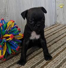 The following pups are in the store now, or at the bottom are ones you can reserve ahead of time with a $200 deposit by emailing jeff@alliespetcorner.com financing is available through a company called mariner. Lola Bugg Puppy For Sale In Belle Center Oh Happy Valentines Day Happyvalentinesday2016i