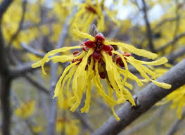 Witch Hazel Flowers Plants Witch Hazel