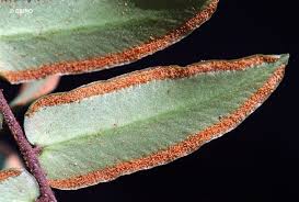 Image result for Pellaea dura