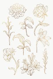Download Premium Png Of Gold Floral Outline Set Transparent Png 2019742 In 2020 Flower Outline Outline Art Gold Drawing
