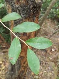 Image result for Brackenridgea zanguebarica