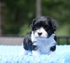 Maybe you would like to learn more about one of these? Sweetwood Havanese Puppies Oregon City Or 2021