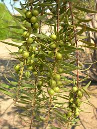 Image result for Euclea