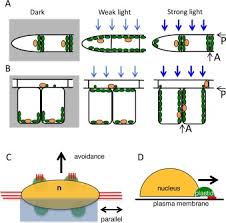 Check spelling or type a new query. Nuclear Movement And Positioning In Plant Cells Sciencedirect