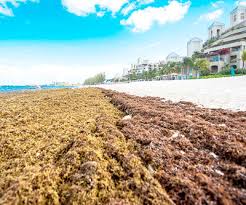 Our guests praise the helpful staff and the clean popular attractions camana bay and port of georgetown are located nearby. Seaweed Blankets Seven Mile Beach Cayman Compass