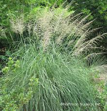 Image result for Sporobolus molleri