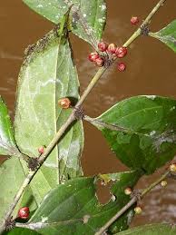 Image result for Casearia