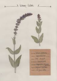 Maybe you would like to learn more about one of these? 23 Herbarium For School Ideas In 2021 Herbarium Pressed Flowers Pressed Flower Art