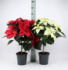 Image result for Euphorbia pulcherrima