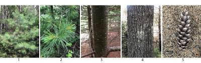 Tree has needles use use coniferous tree key. Conifer Identification At Acadia U S National Park Service