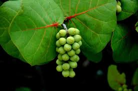 3.9 out of 5 stars. What Are Sea Grapes How To Grow A Sea Grape Plant