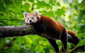 Red Panda Cute Wallpapers Top Free Red Panda Cute Backgrounds Wallpaperaccess 5,000+ vectors, stock photos & psd files. red panda cute wallpapers top free