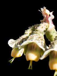 Image result for Monadenium crenatum