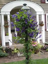 Maybe you would like to learn more about one of these? Another Great Way To Use Clematis Let It Climb Up A Light Pole Like This I Mow This Back To The Ground At The E Climbing Flowers Shade Flowers Front Garden