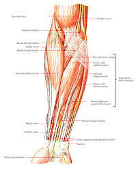 A helpful way to learn anatomy is to move and mimic the actions for the muscles you are learning that week. Easy Notes On Muscles Of The Anterior Or Front Of The Forearm Earth S Lab