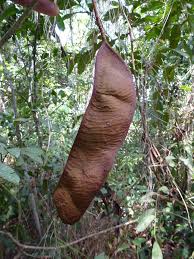 Image result for Anthonotha macrophylla