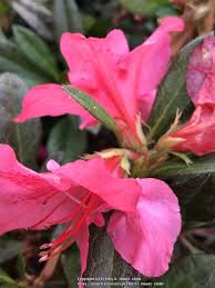 Encore azaleas are hardy to usda zones 6a to 9b. Photo Of The Bloom Of Encore Azalea Rhododendron Autumn Sundance Posted By Tx Flower Child Garden Org
