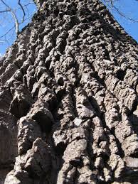 Image result for Diospyros virgata