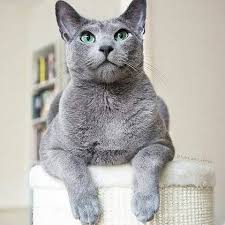 Check spelling or type a new query. Russian Blue Cat For Sale Russian Blue Russian Blue Cats Facebook