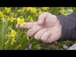 How To Plant Narcissi Tete A Tete Spring Garden Guide Youtube