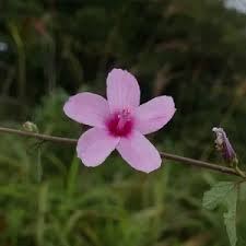 Image result for Urena