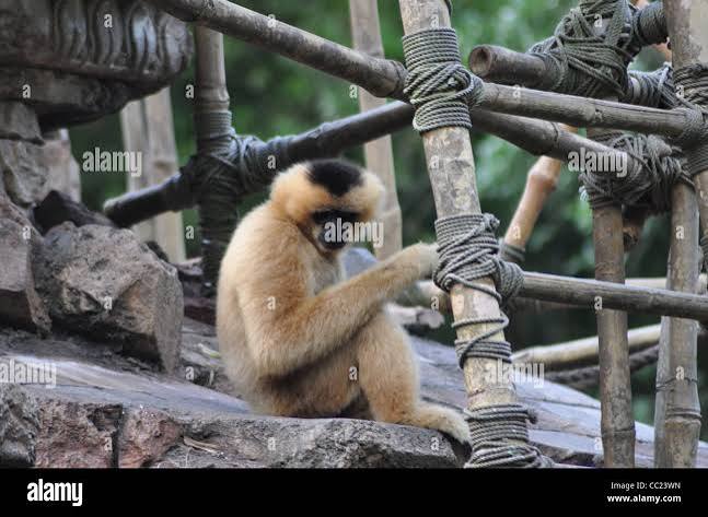 Monkey sitting in tree house hi-res stock photography and images - Alamy