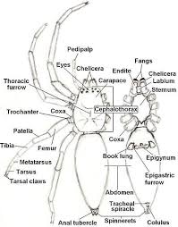 Anatomy Of A Spider In 2020 Insect Anatomy Spider Drawing Bug Art