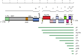 Image result for Grapevine leafroll virus
