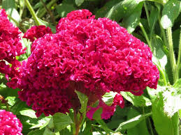 Tornado Red Celosia Plants Orchids Flowers