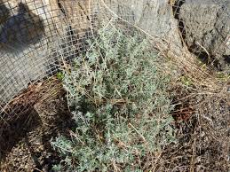 Image result for Micromeria imbricata