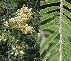 Image result for Acacia mearnsii