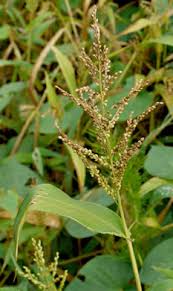 Image result for Urochloa rugulosa