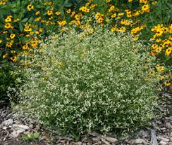 Use it sparingly if you're just looking to add a bit of sparkle, or plant it liberally if you want to make sure it gets noticed. Euphorbia Diamond Frost Wisconsin Horticulture
