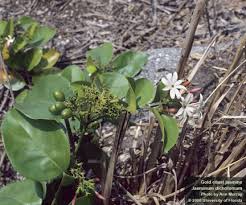 Image result for Jasminum dichotomum