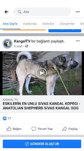 Eskilerin En Unlu Sivas Kangal Kopegi Anatolian Shepherd Sivas Kangal Dog Kangal Kopegi Kopek Wolf