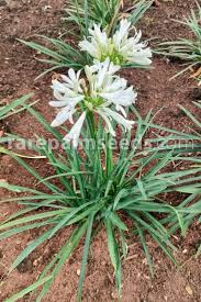 Image result for Agapanthus praecox