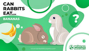 For rabbit owners, keeping a healthy bunny is important. Can Rabbits Eat Bananas We Re All About Pets