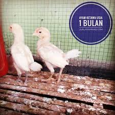 Ayam Ketawa Usia 1 Bulan Pesanan Bapak Parwoko Di Cakung Jakarta Timur Ayo Pesan Sekarang Kami Bisa Chickens Backyard Beautiful Chickens Photo