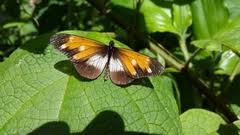 Image result for Crepidorhopalon namuliensis